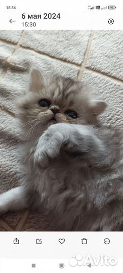 Персидские котята