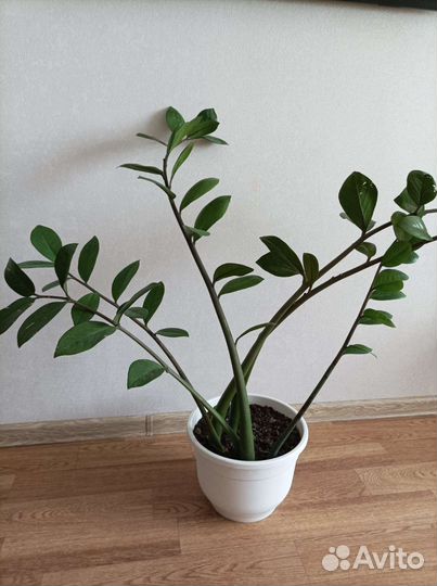 Замиокулькас