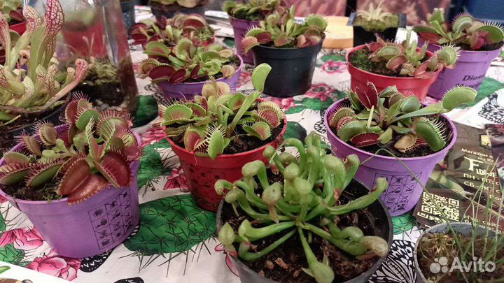 Хищные растения, венерина мухоловка