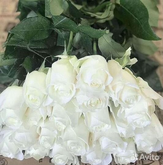 101 Роза Цветы Букеты 51 25 Роз Доставка