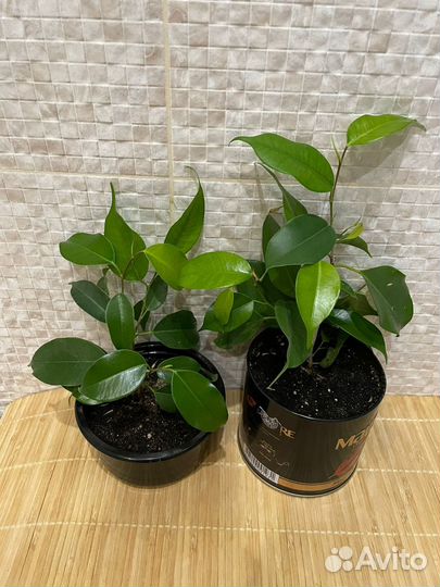 Фикусы Бенджамина