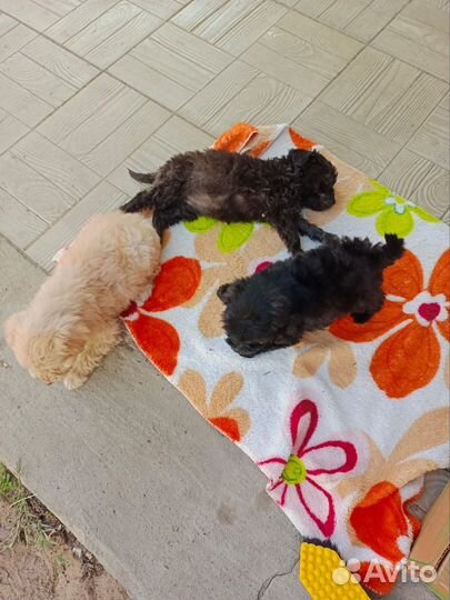 Щенки русской цветной болонки