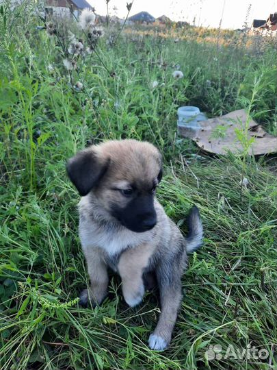 Собака (щенки) в добрые руки