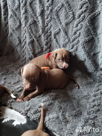 Щенки питбуля