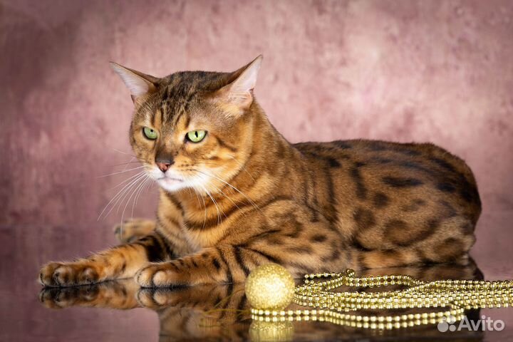 Бенгальский кот вязка