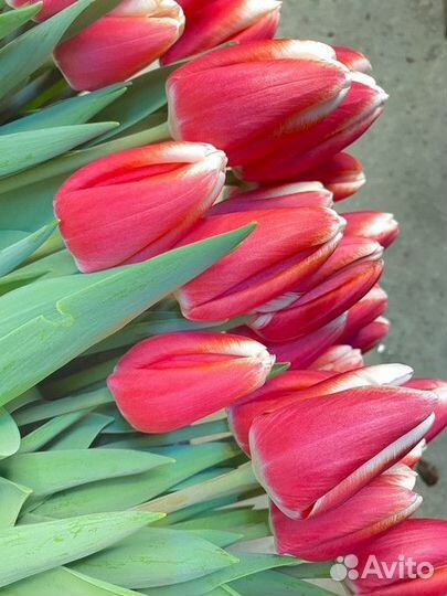 Тюльпаны оптом / Тюльпаны к 8 марта