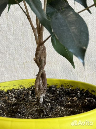 Фикус бенджамина