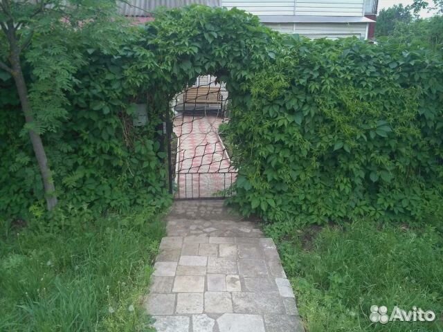 Виноград девичий.Зеленый забор.Лох серебристый