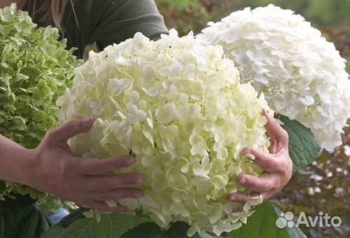 Гортензия древовидная из питомника растений