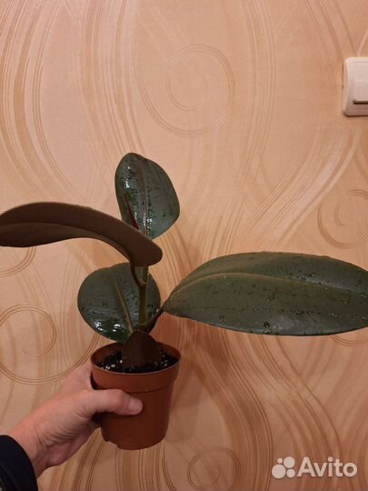 Фикус каучуконосный эластика