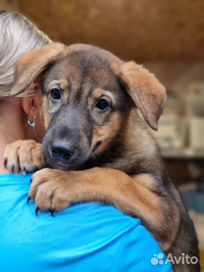 Щенок из приюта в добрые руки бесплатно
