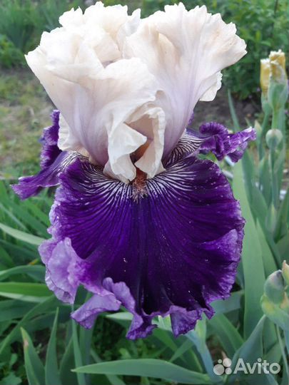 Ирис Роял Ордес