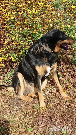 Собака в добрые руки бесплатно