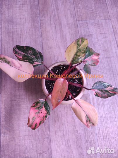 Филодендрон red emerald