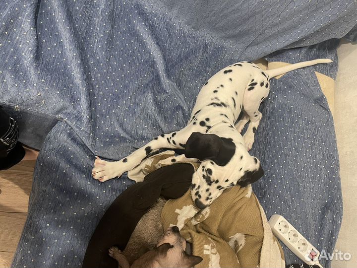 Щенки долматинца