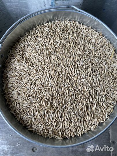 Корма для животных, пшеница, ячмень, кукуруза,овес