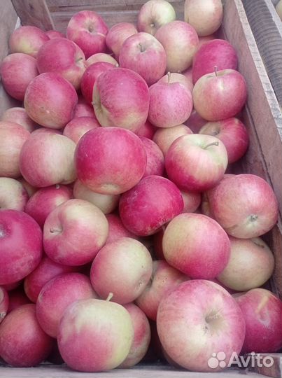 Яблоки домашние