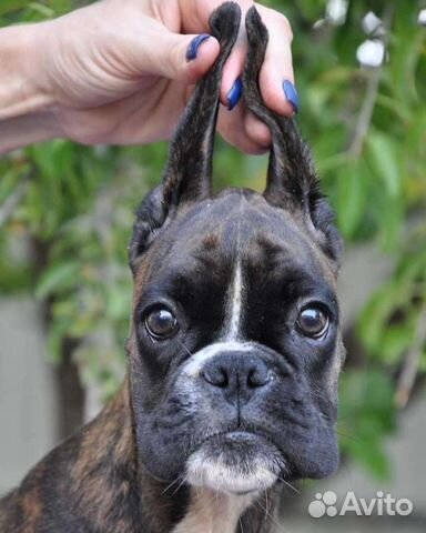 Щенки Немецкого Боксера