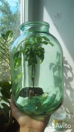 Банки стеклянные 3 литра