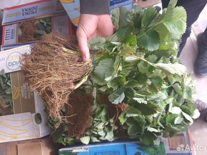 Рассада клубники азия клери