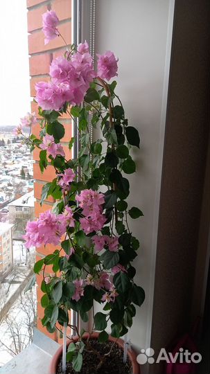 Бугенвиллия