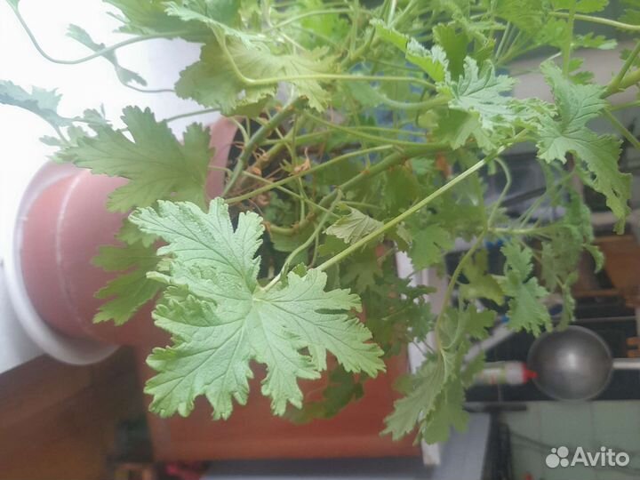 Пеларгония герань лечебная