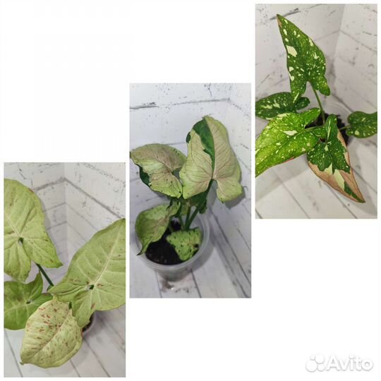 Сингониумы и другие