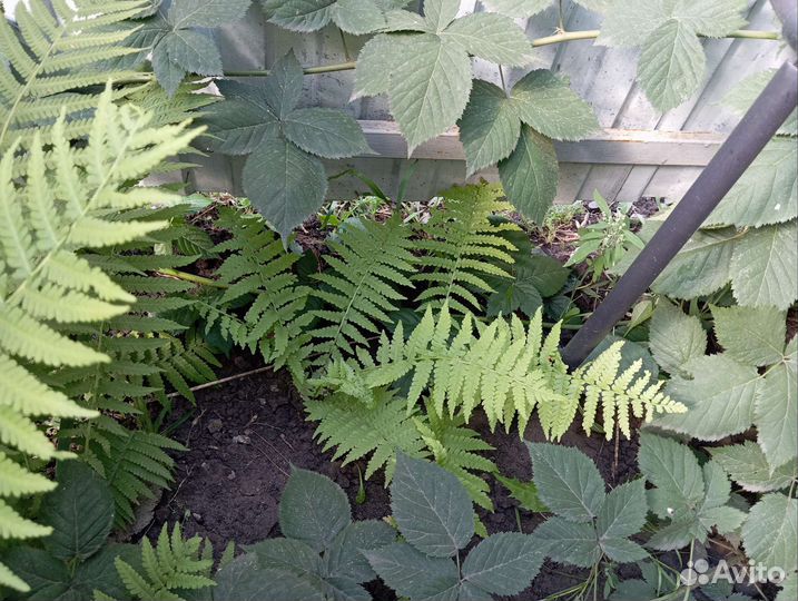 Папоротник