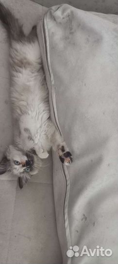 Сиамские котята