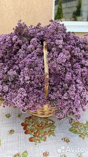 Душица из Башкирии, цена за пучок