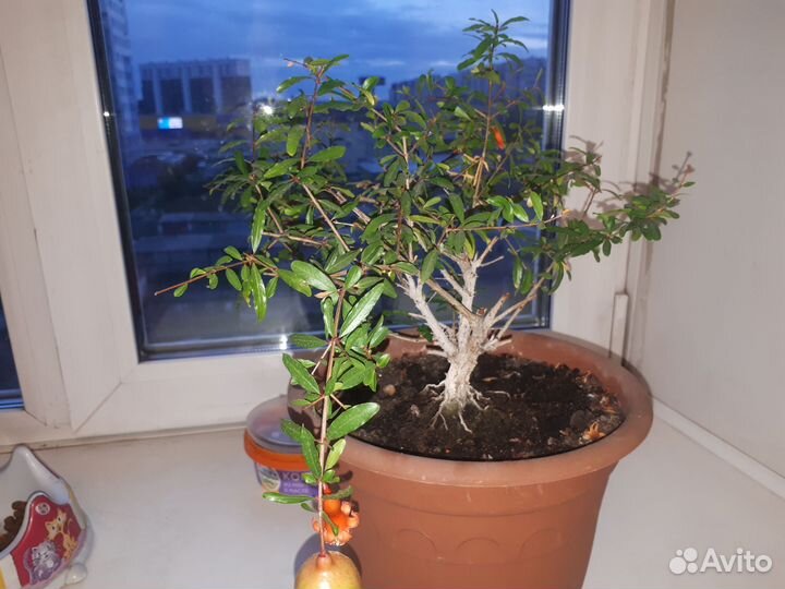 Гранат комнатный