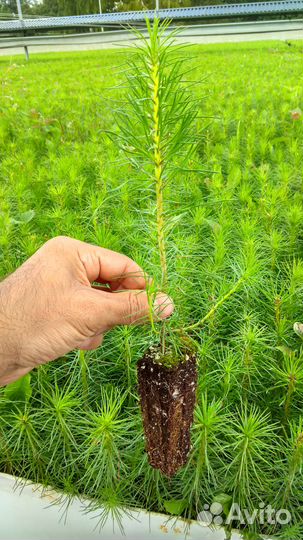 Саженцы (сеянцы) голубой ели, туи, лиственницы идр