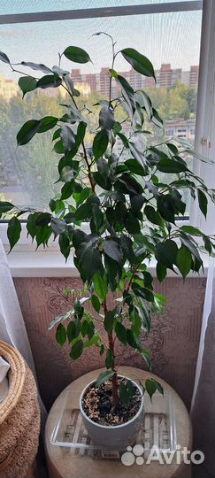 Фикус Бенджамина Даниель, Реджинальд, Неон,Спатифи