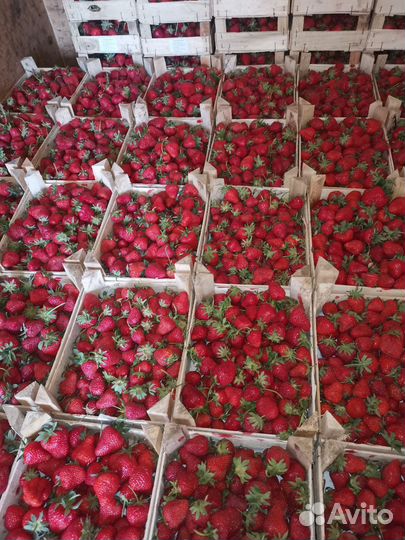 Клубника свежая