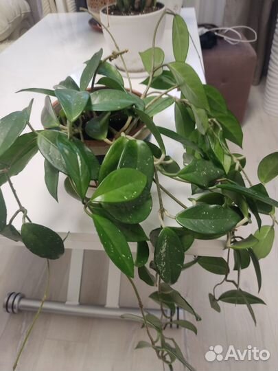 Комнатные цветы хойя