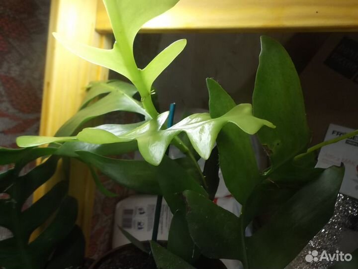 Эпифиллум,Сансевиерия и др