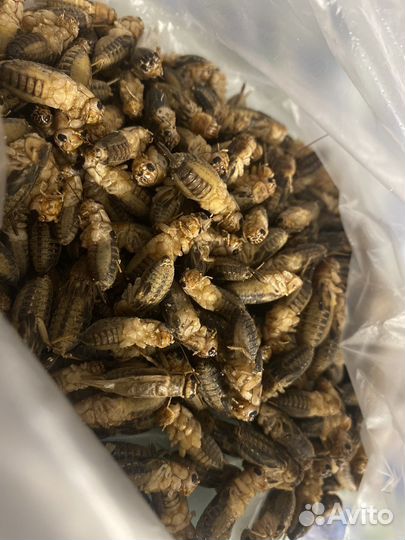 Замороженные сверчки (банановые)
