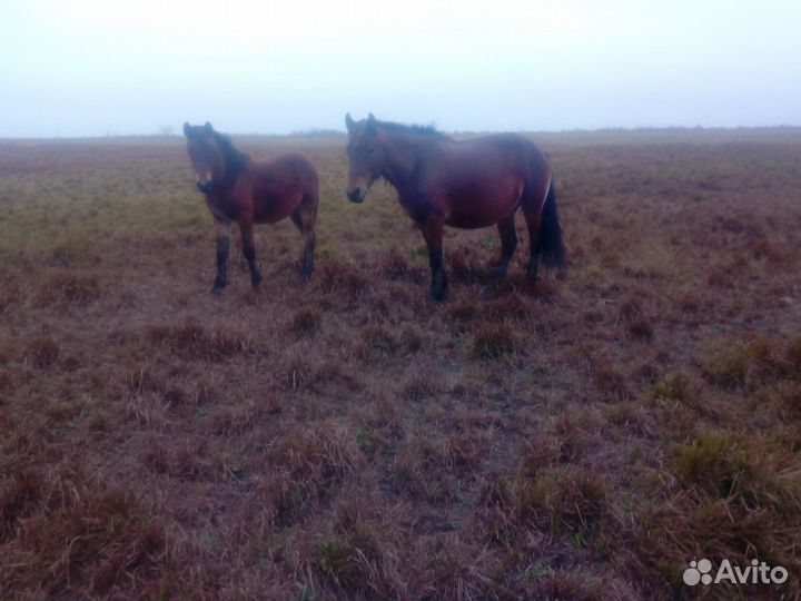Продам быков и лошадь с жеребенка