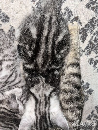 Котенок