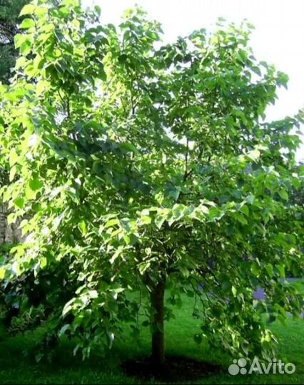 Семена шелковицы черной