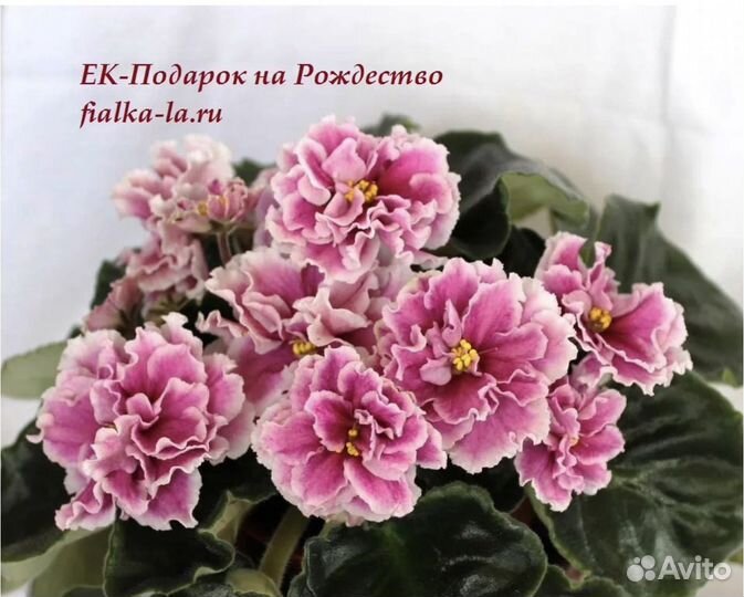 Фиалки взрослые