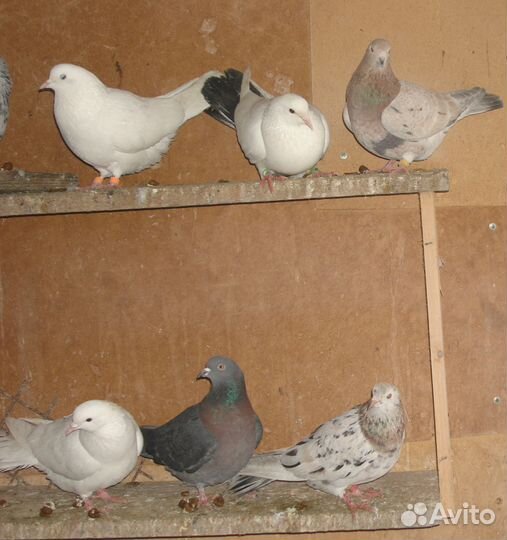 Бакинские бойные голуби