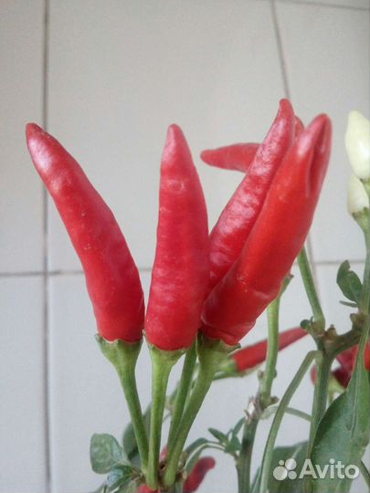 Перец, острый