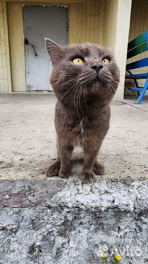 Британский кот