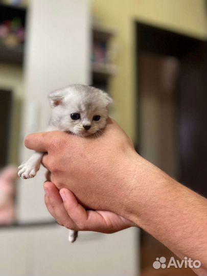 Британская вислоухая кошка