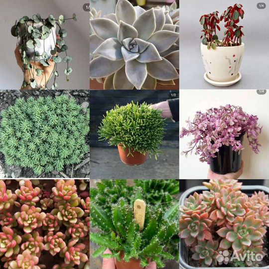 Суккуленты набор 36 шт