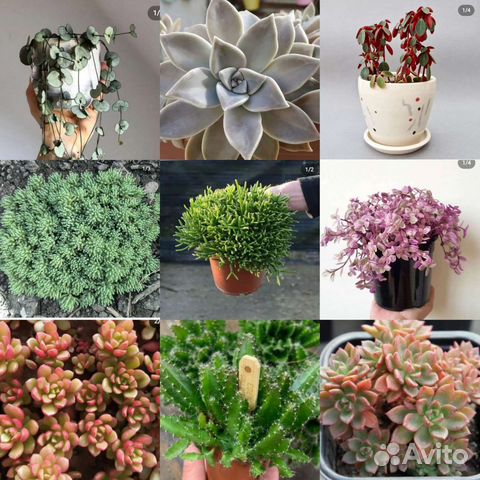 Суккуленты набор 36 шт