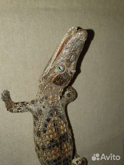 Чучело крокодила