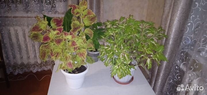 Комнатные цветы