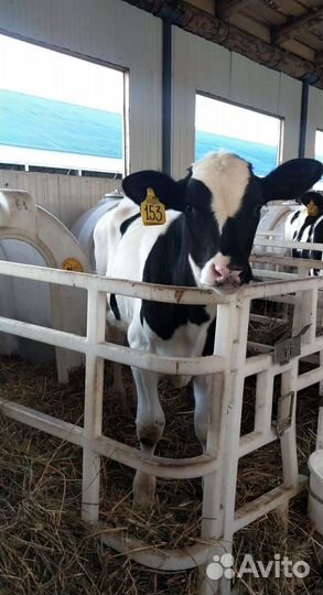 Бычки Тёлки